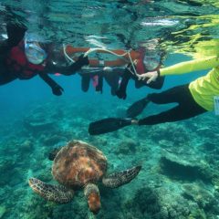 Credit _ Copyright Sunlover Reef Cruises Moore reef Marine Base 2019-1000