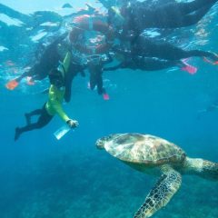 Credit _ Copyright Sunlover Reef Cruises Moore reef Marine Base 2019-11